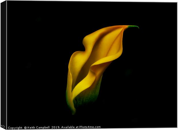 Yellow Lily Canvas Print by Keith Campbell