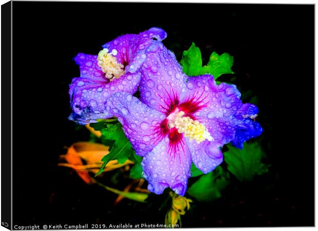 Hibiscus with raindrops Canvas Print by Keith Campbell