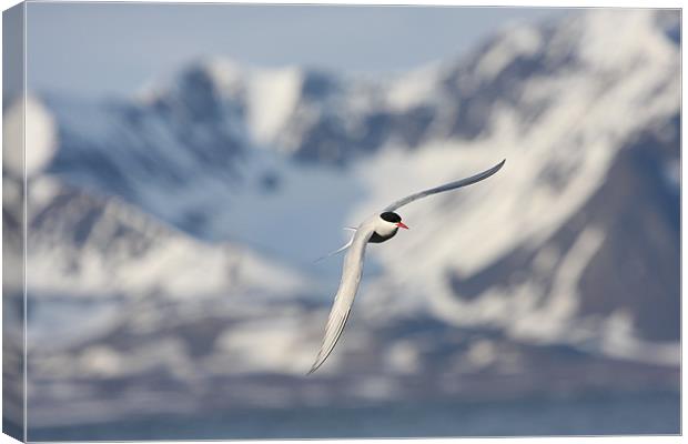 Arctic Tern, Svalbard Canvas Print by chris dobbs