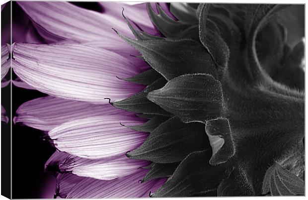 MAUVE SUNFLOWER Canvas Print by simon keeping