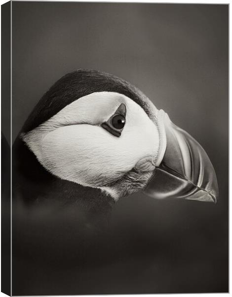 Puffin in  mono Canvas Print by JC studios LRPS ARPS