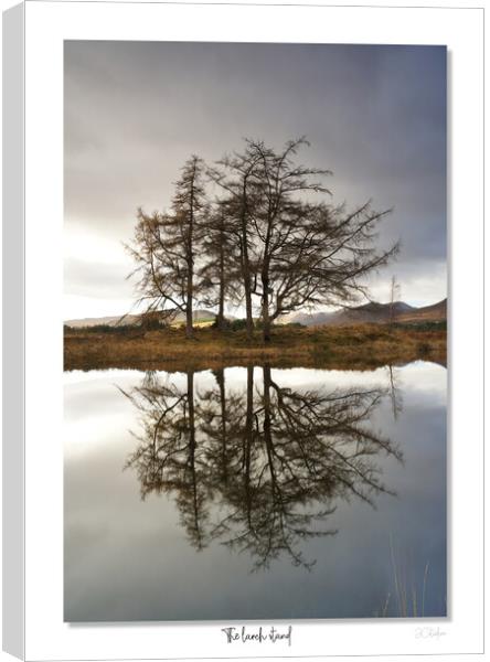 The larch  stand Canvas Print by JC studios LRPS ARPS