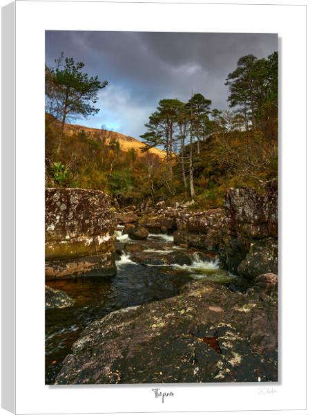 The pines Canvas Print by JC studios LRPS ARPS