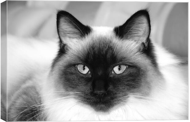 Ragdoll cat in mono Canvas Print by JC studios LRPS ARPS