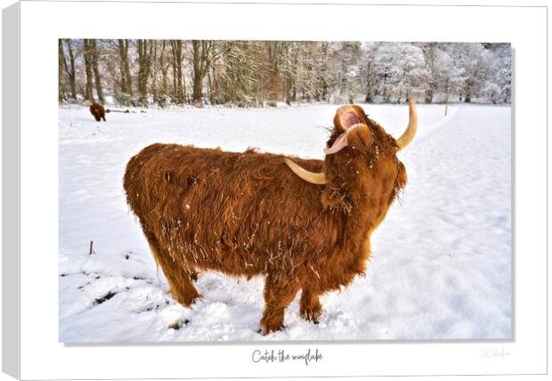 Highland cow trying to catch  snowflakes Canvas Print by JC studios LRPS ARPS