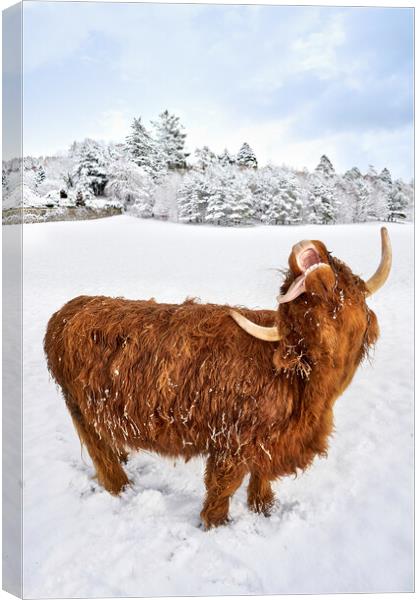 Highland Cow loving the snow image two of a set Canvas Print by JC studios LRPS ARPS