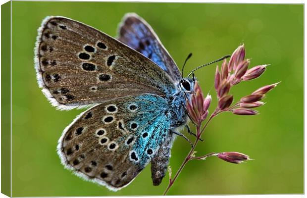 The large blue butterfly  Canvas Print by JC studios LRPS ARPS