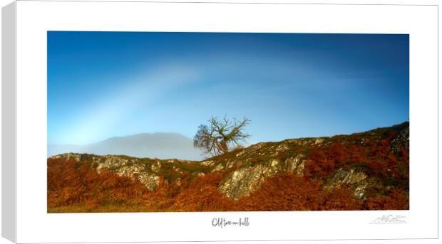 Old tree on the hill Canvas Print by JC studios LRPS ARPS