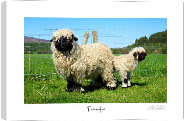 Ewe and me Canvas Print by JC studios LRPS ARPS