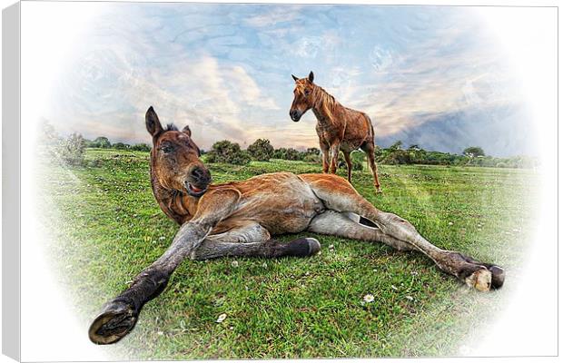 New Forest Mother and Foal by JCstudios Canvas Print by JC studios LRPS ARPS