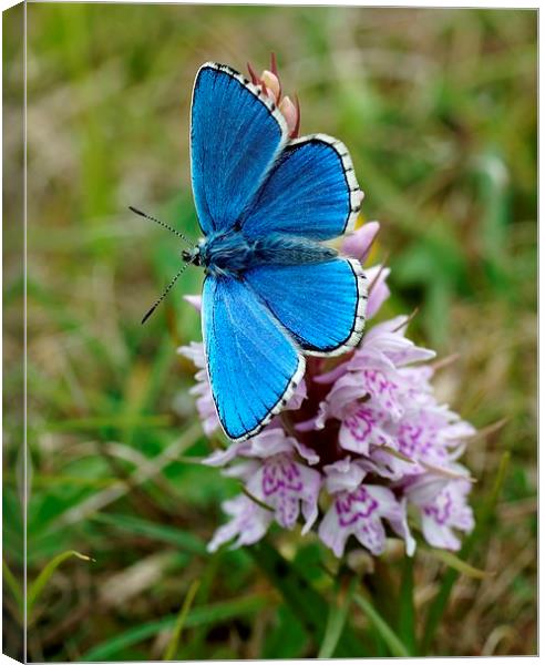 Adonis Blue on Orchid by JCstudios Canvas Print by JC studios LRPS ARPS
