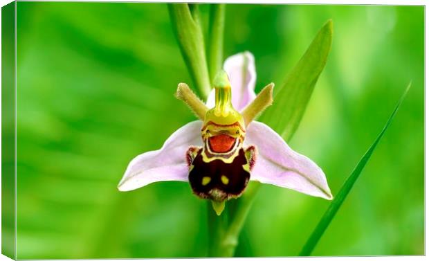 Bee Orchid  by JCstudios Canvas Print by JC studios LRPS ARPS