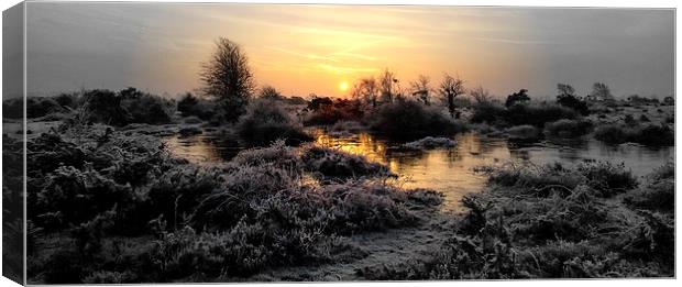  A crisp fresh New Forest in January. Image by JCs Canvas Print by JC studios LRPS ARPS