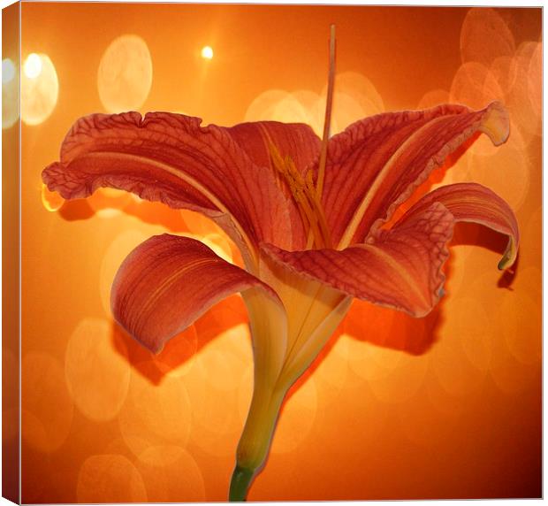   Day lily by JCstudios 2015 Canvas Print by JC studios LRPS ARPS