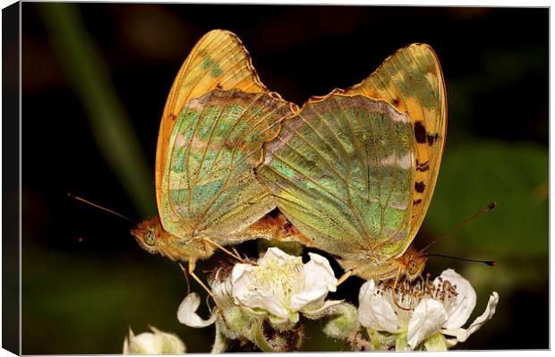  Silver washed Fritillery Canvas Print by JC studios LRPS ARPS