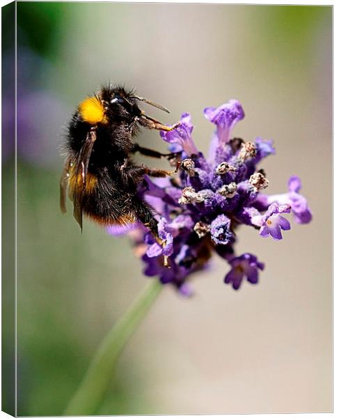  The Humble Bumble by JCstudios Canvas Print by JC studios LRPS ARPS