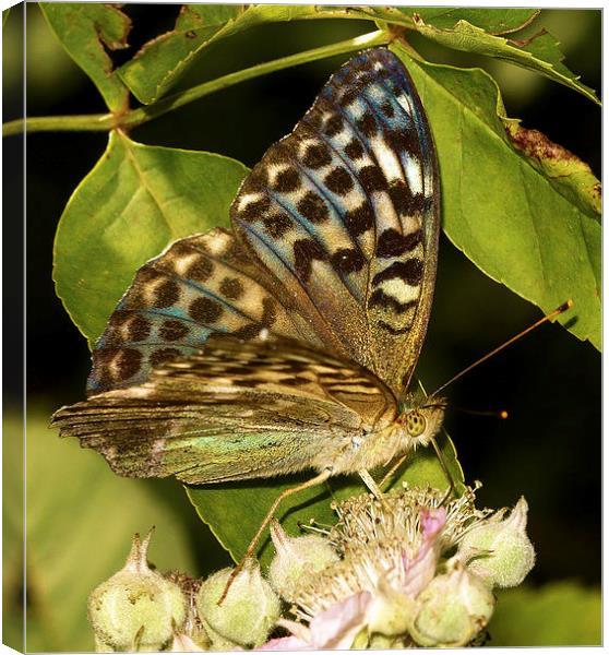  Silver-Washed Fritillary (Valensina) by JCstudios Canvas Print by JC studios LRPS ARPS
