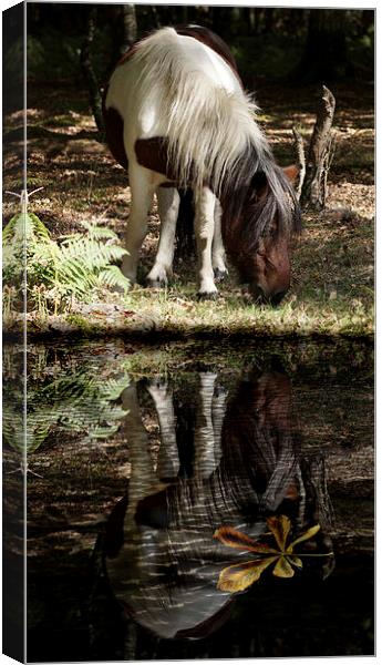  Autumn in the forest by JCstudios Canvas Print by JC studios LRPS ARPS