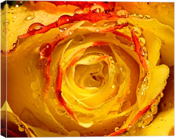 Wet yellow and Orange tipped rose Canvas Print by JC studios LRPS ARPS