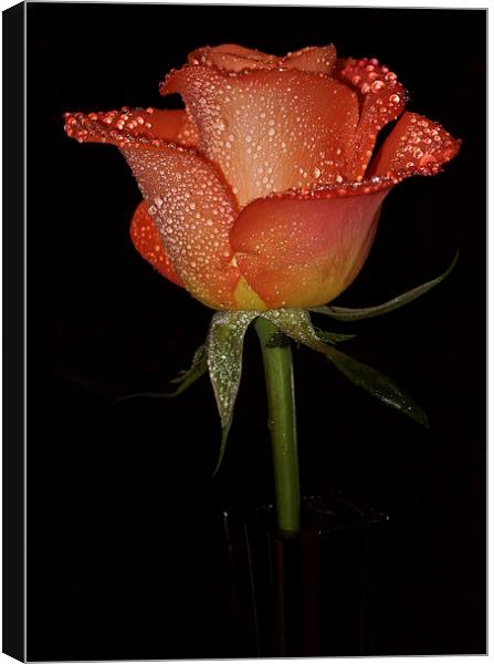  With this rose I give you my heart Canvas Print by JC studios LRPS ARPS