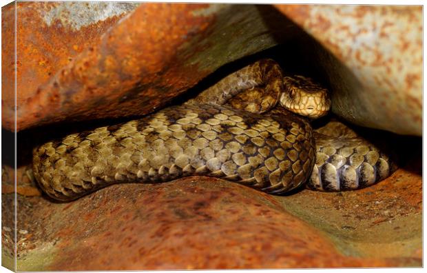 Adder up close and personal  Canvas Print by JC studios LRPS ARPS