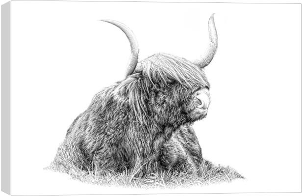 Highland cow in pencil Canvas Print by JC studios LRPS ARPS