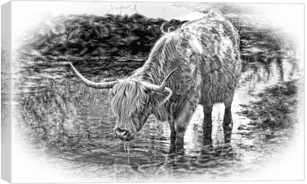 Highland cow drinking during Summer in pencil Canvas Print by JC studios LRPS ARPS