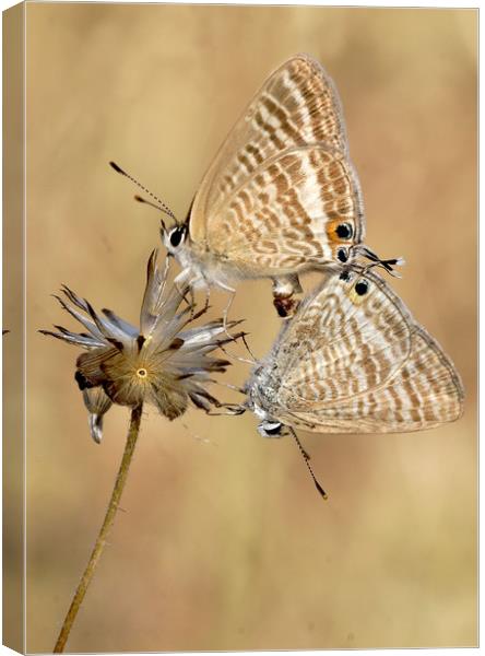 Long tailed blues mating Canvas Print by JC studios LRPS ARPS