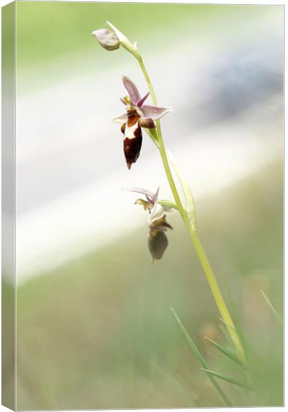 Very rare (UK) Bee X Fly orchid Canvas Print by JC studios LRPS ARPS