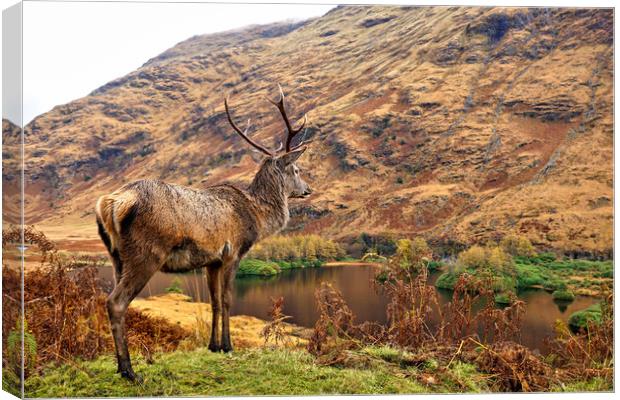 Red Deer Stag on location in Scotland Canvas Print by JC studios LRPS ARPS