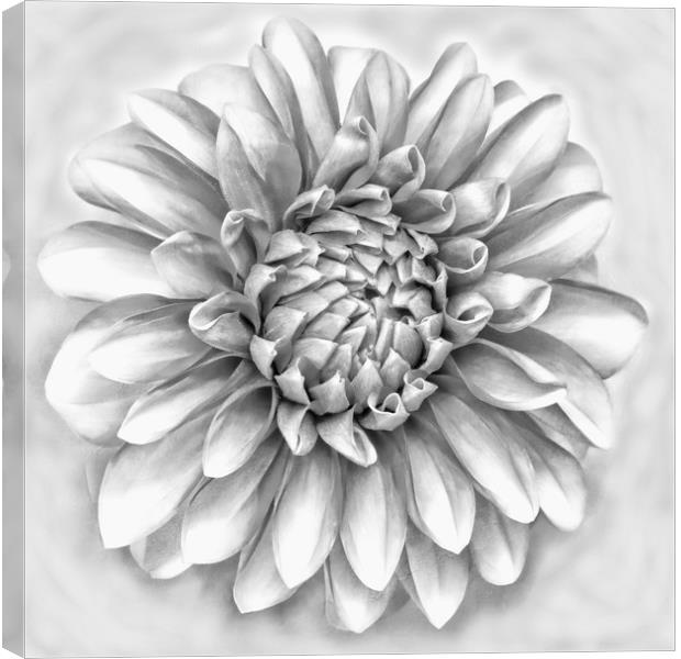 Dahlia flower in pencil Canvas Print by JC studios LRPS ARPS