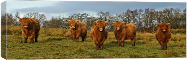 Just cos it's Coosday. Canvas Print by JC studios LRPS ARPS