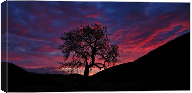 Frandy tree at dawn Canvas Print by JC studios LRPS ARPS