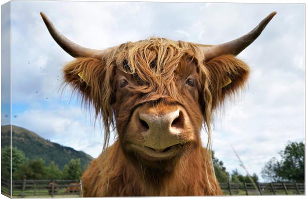 Smiling Highland Cow Canvas Print by JC studios LRPS ARPS