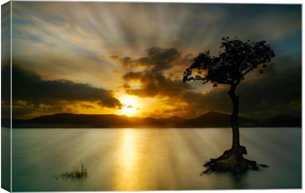 Sunset at Milarrocky tree Loch Lomond Canvas Print by JC studios LRPS ARPS