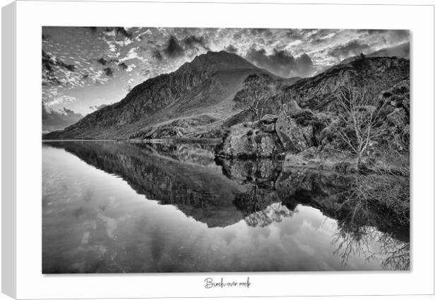 Birch over rock Canvas Print by JC studios LRPS ARPS