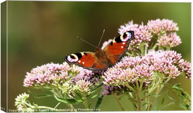 Peacock Butterfly Canvas Print by Lady Debra Bowers L.R.P.S