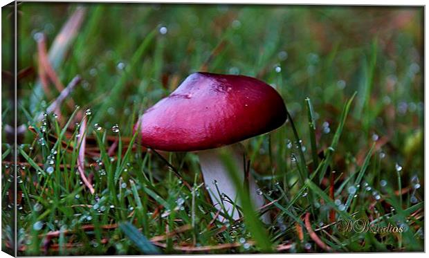 Red Cap Mushroom & Morning Dew Canvas Print by Lady Debra Bowers L.R.P.S