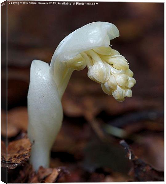  Birds Nest Orchid  Canvas Print by Lady Debra Bowers L.R.P.S