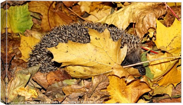 Rummaging Hedgehog in Autumn Leaves  Canvas Print by Lady Debra Bowers L.R.P.S