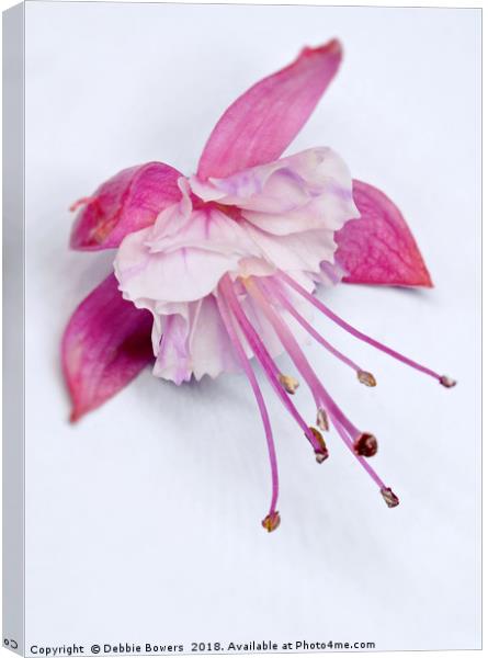 Fuchsia in colour  Canvas Print by Lady Debra Bowers L.R.P.S