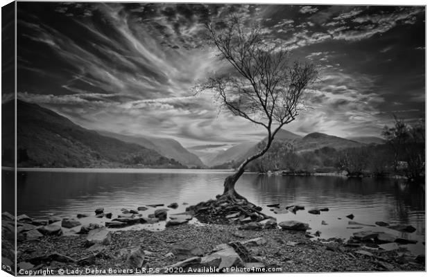 Llyn Padarn's Lone Tree  Canvas Print by Lady Debra Bowers L.R.P.S