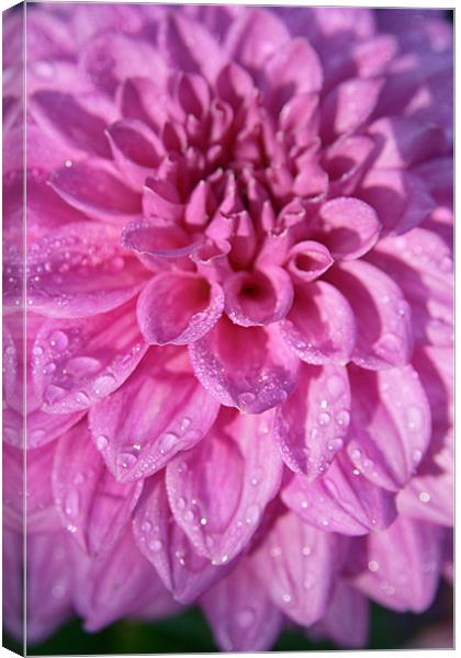 Pink Dahlia With Raindrops Canvas Print by Paul Corrigan