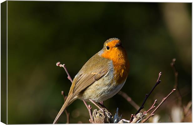 A little Robin Canvas Print by