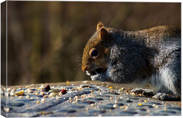 Munching on somebodies nuts Canvas Print by