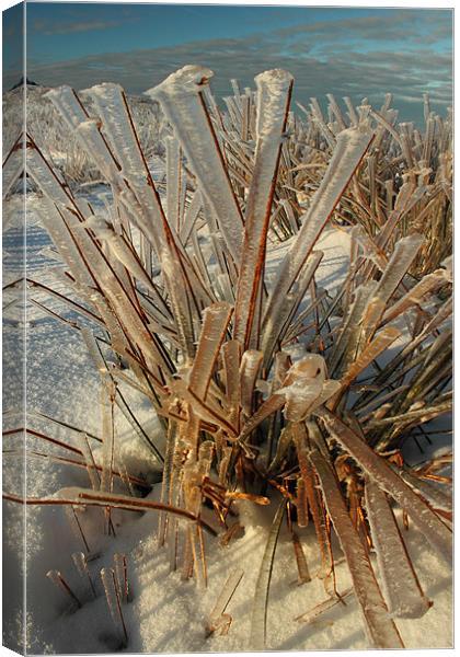 blast frozen rushes brecon beacons Canvas Print by simon powell