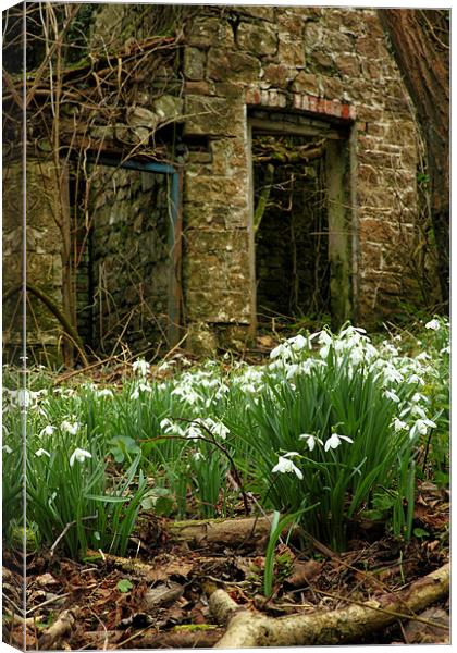 snow drops brecon beacons wales Canvas Print by simon powell