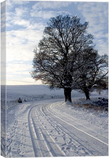 A winters day Canvas Print by Tommy Reilly