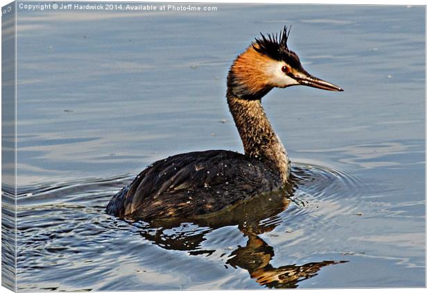 Great Crested Gebe Canvas Print by Jeff Hardwick