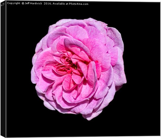 Pink Rose Canvas Print by Jeff Hardwick